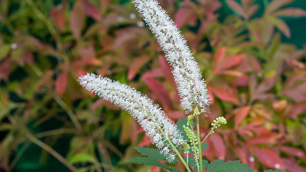 image of black cohosh plant