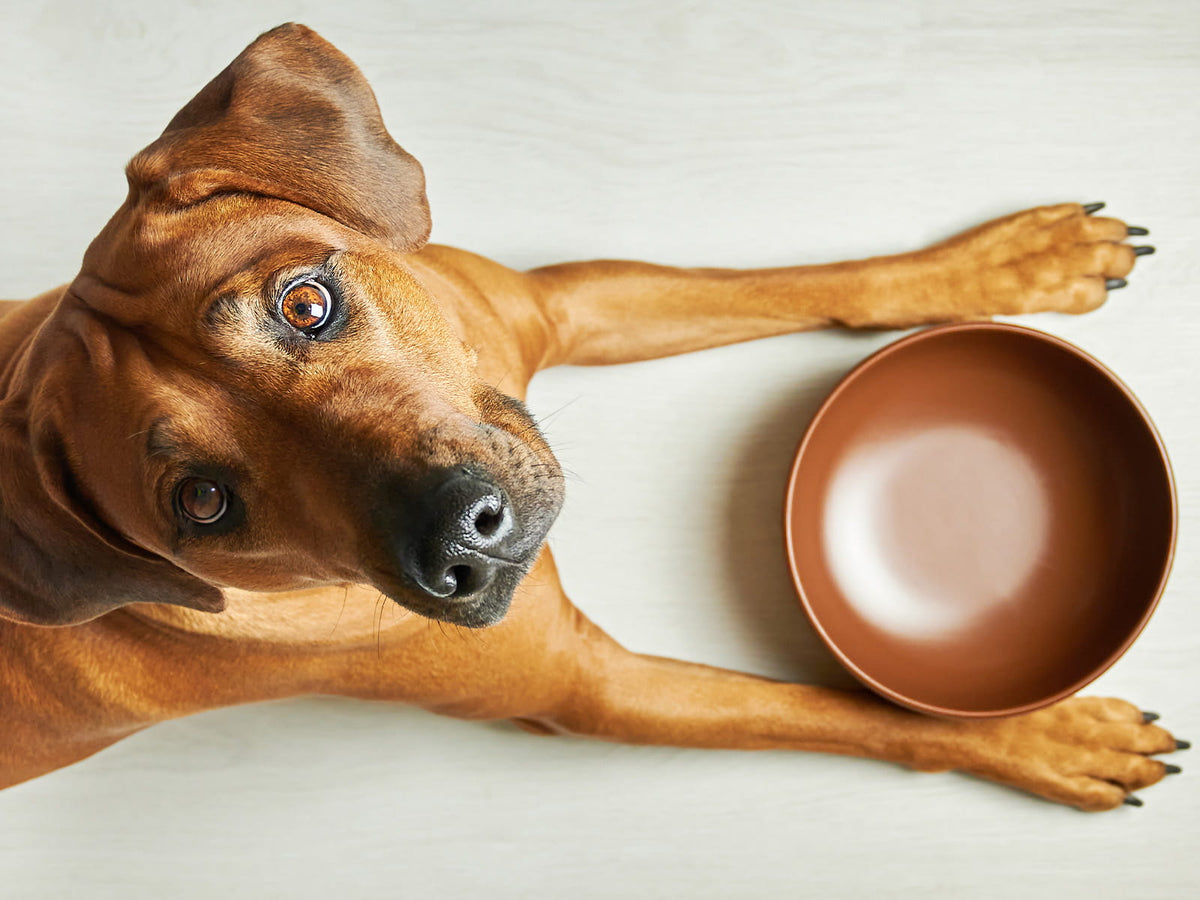 image of a dog