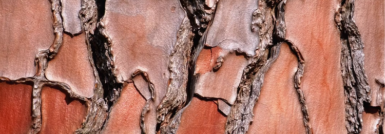 Close-up of textured brown surface with cracks and peeling layers