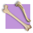 image of two bones
