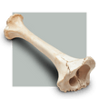 image of a bone