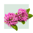 image of red clover flower