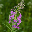 image of Epilobium Angustifolium Flower