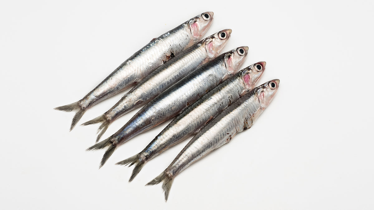 image of sardines