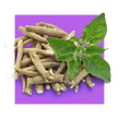 image of ashwagandha