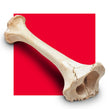 image of a bone