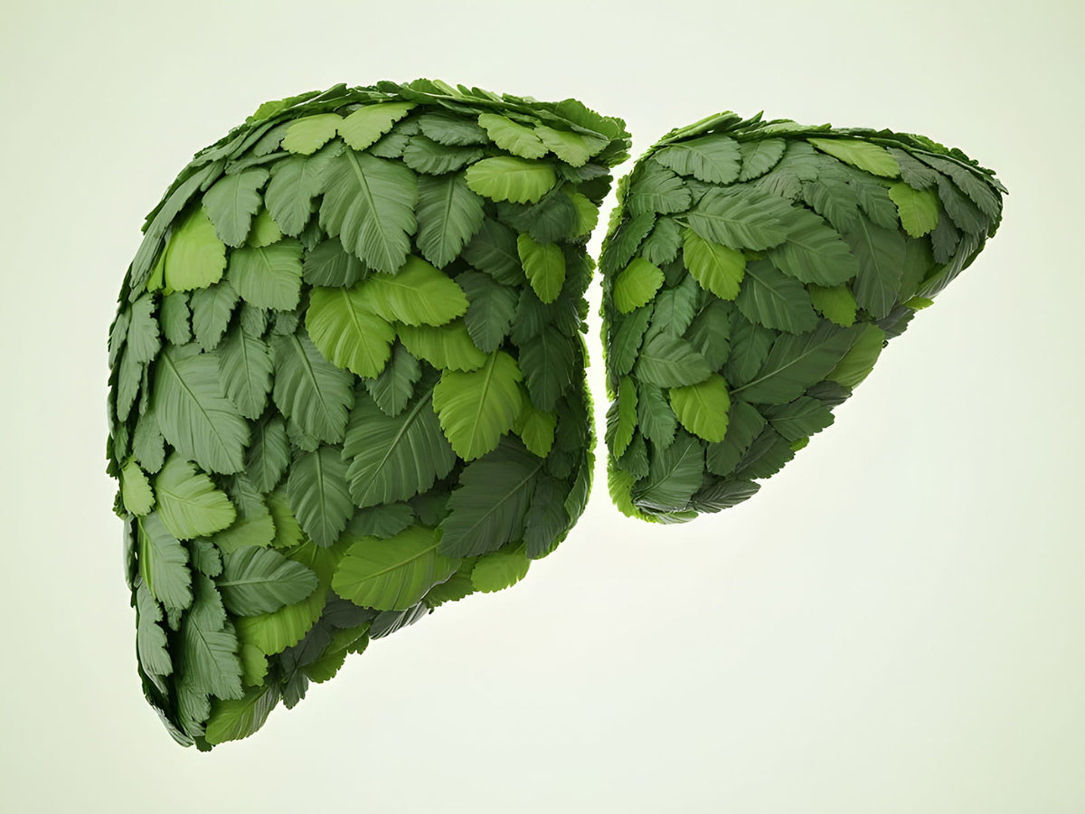 image of liver
