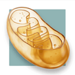 image of a mitochondrial structure