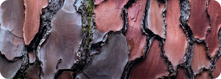 A close-up texture of peeling bark with layered reddish-brown, gray, and dark charcoal tones.