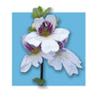 image of a flower