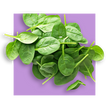 image of spinach leaves