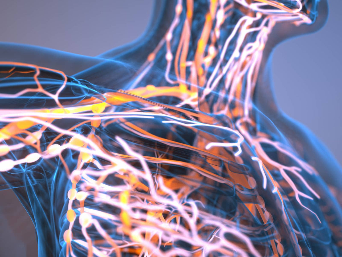 image of human body
