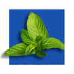 image of mint plant