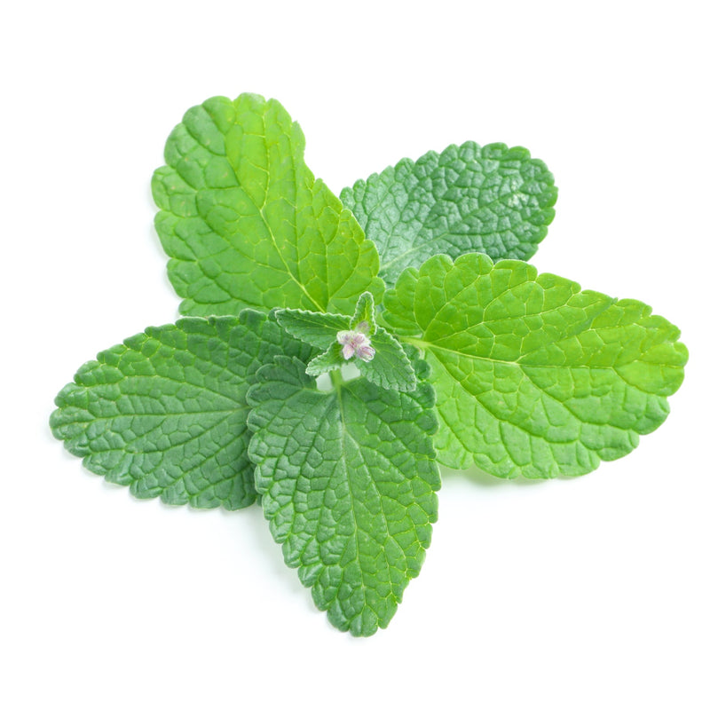 A small cluster of fresh green mint leaves with a tiny pale flower bud in the center, photographed on a plain white background.