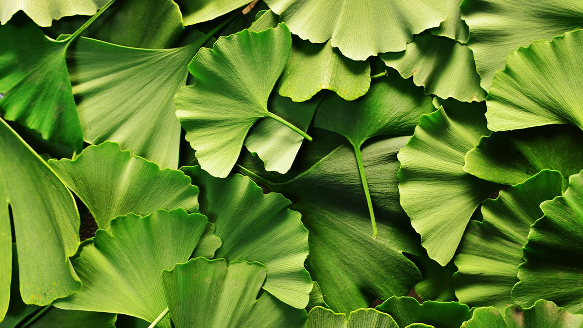 image of ginkgo tree leaves
