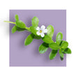 image of bacopa monniera leaf