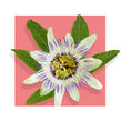 image of passion flower