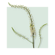 image of Black Cohosh