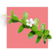 image of Bacopin