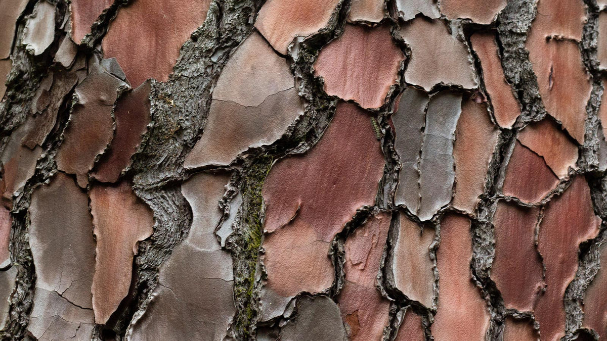 image of isotonix opc3 nested in moss in bark