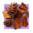 image of pine bark