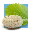 image of white mulberry