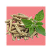 image of ashwagandha