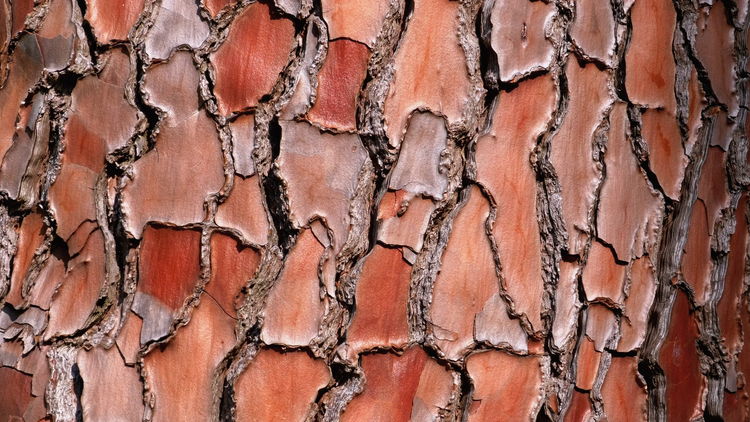Close-up of textured brown surface resembling tree bark