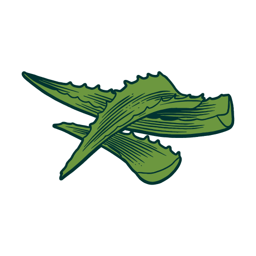 Green starfish illustration on a white background