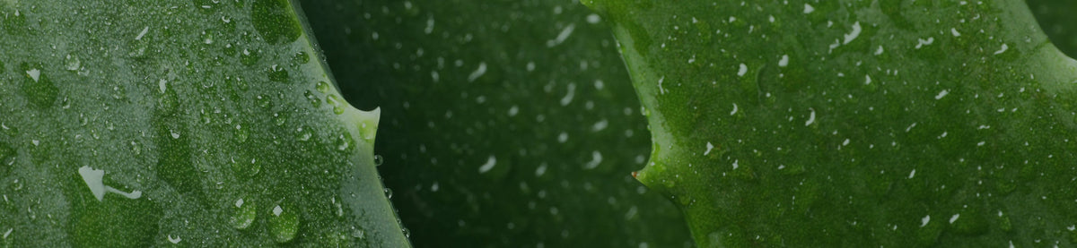Close-up of green leaf with water droplets
